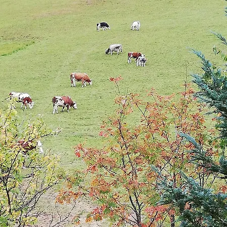 Farma Bauernhof Bachgut