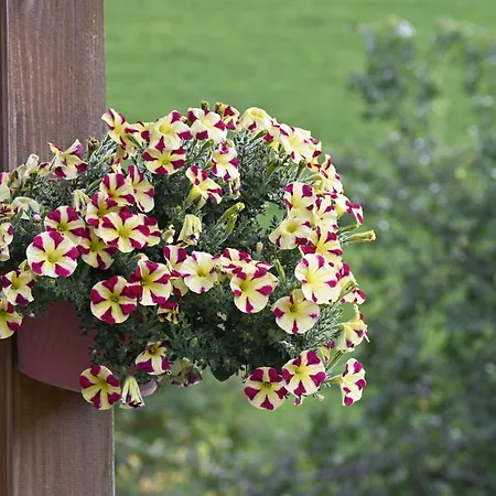 Bauernhof Bachgut Feriegård